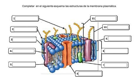 Completar en el siguiente esquema las estructuras de la membrana ...