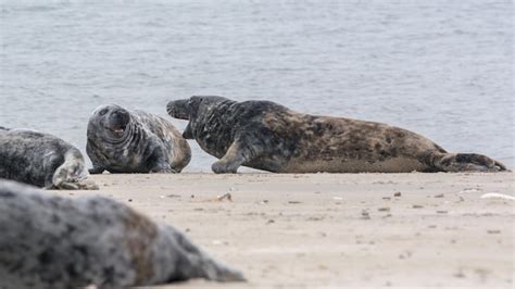 Premium Photo | View of seal on beach