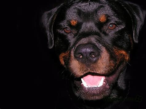 Angry dog rottweiler wallpapers and images - wallpapers, pictures, photos