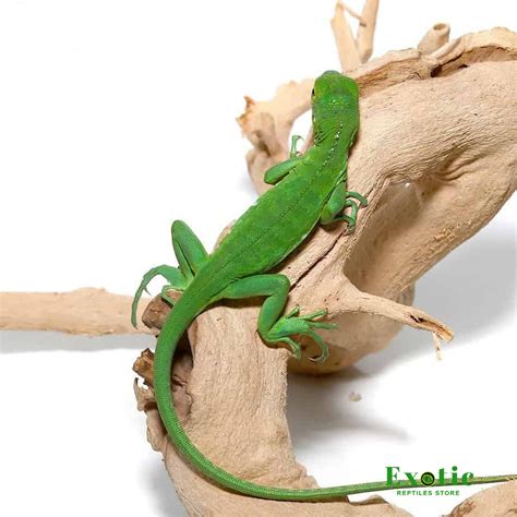 Baby Lesser Antillean Iguana - Exotic Reptiles Store