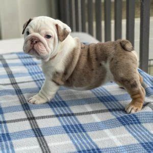 English Bulldog Colors: A Complete List of All Coat Colors | Puppies Club