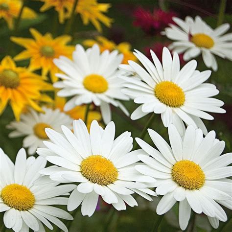 Shasta Daisy | White Flower Farm