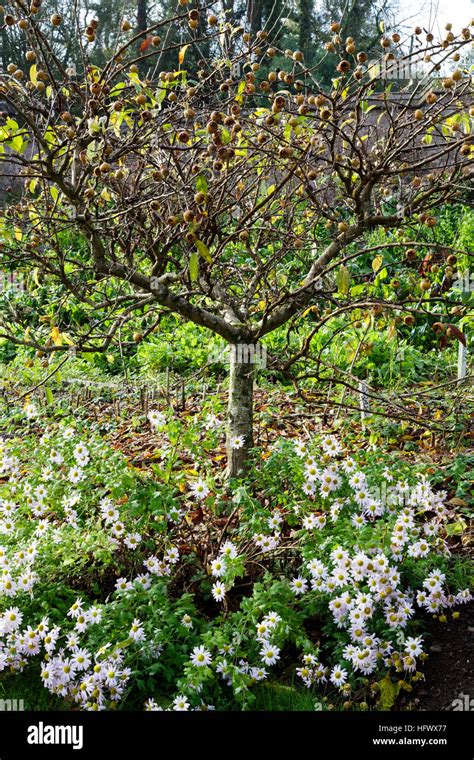 Medlar tree hi-res stock photography and images - Alamy