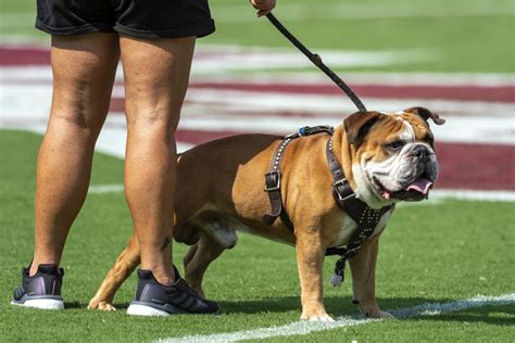 Mississippi State live bulldog mascot collides with Auburn