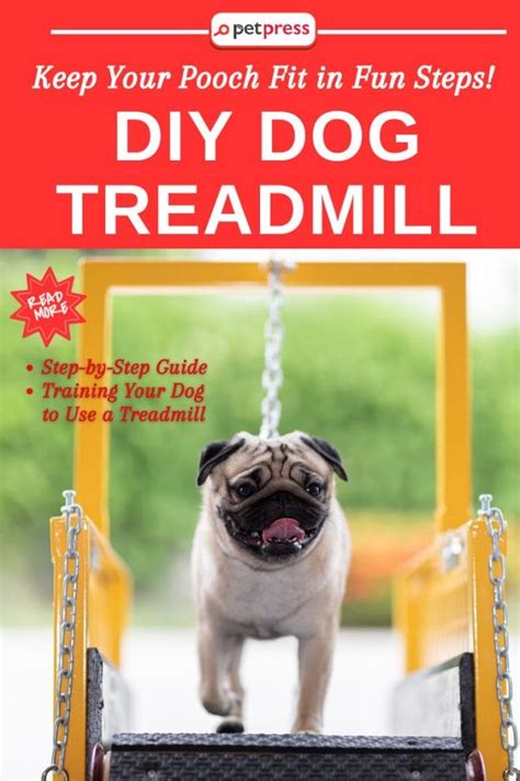 DIY Dog Treadmill: Keep Your Pooch Fit in Fun Steps! - PetPress