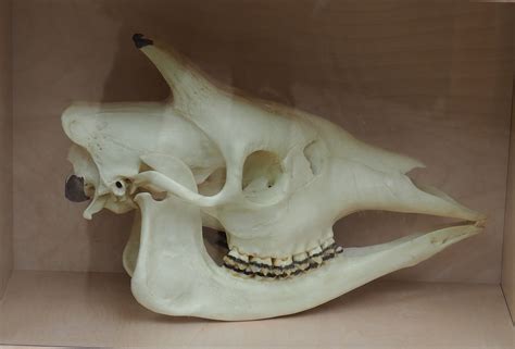 Okapi skull in educational display, 2022-07-10 - ZooChat