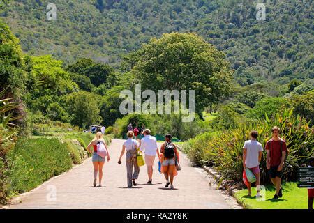 Cycad Amphitheatre. Kirstenbosch national botanical garden. Cape Town, South Africa Stock Photo ...