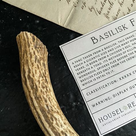 Basilisk Fang Specimen HP Decor Horcrux Magical Creature - Etsy