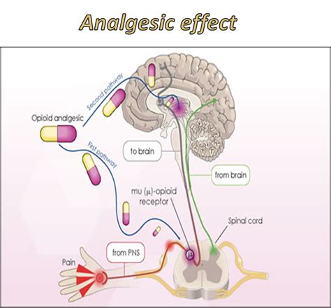 Dr. of medicine: Pharmacology of Non-Steroidal Anti-Inflammatory Drugs NSAIDs