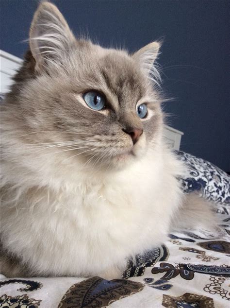 Blue lynx point Ragdoll Milo. Mr. Pretty Face. | Ragdoll cat, Cats, Beautiful cats