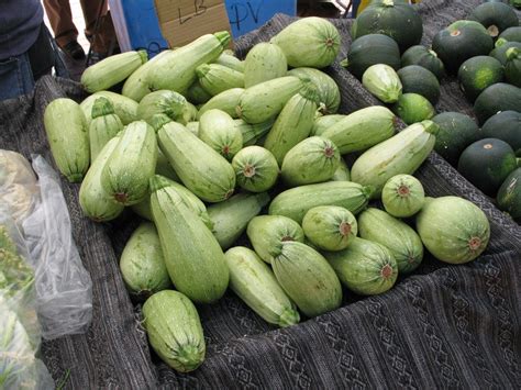 Marrow Squash Care: Learn About Growing Marrow Squash In The Garden