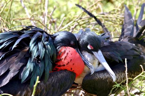 Magnificent Frigatebird – "OCEAN TREASURES" Memorial Library