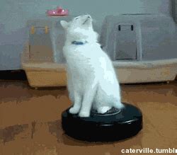 Infinite Cat Spinning GIF - Find & Share on GIPHY