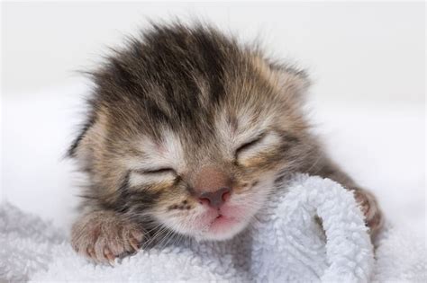 Newborn Kittens: When Do They Open Their Eyes | Moreno Valley Vet