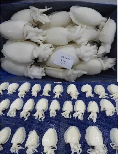 Cuttlefish at best price in Chennai by KVM Exports Private Limited | ID ...