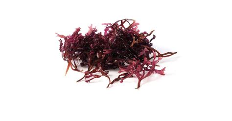 Purple Sea Moss: Top Benefits