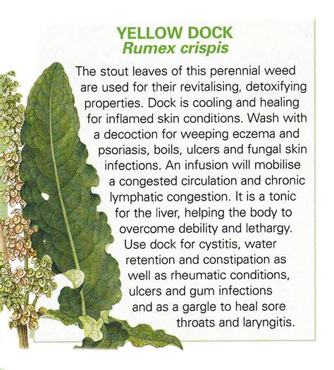 yellow dock leaf uses | Medical herbs, Herbalism, Herbal healing