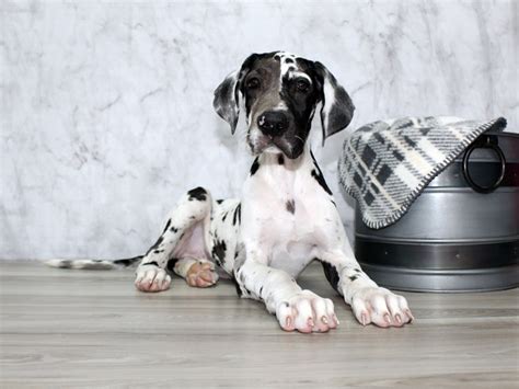 Great Dane-DOG-Female-Harlequin-3293225-Petland Lewis Center