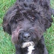 Portuguese Water Dog Rescue ― ADOPTIONS