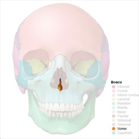 Vomer Bone Anatomy