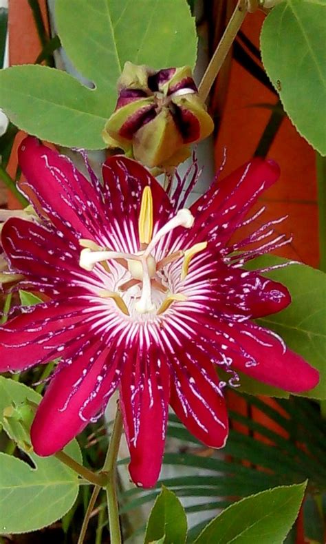 Rakhi Plant | Unusual flowers, Strange flowers, Amazing flowers