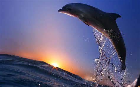 HD wallpaper: Bottlenose Dolphins Jumping At Sunset, Honduras, ocean ...