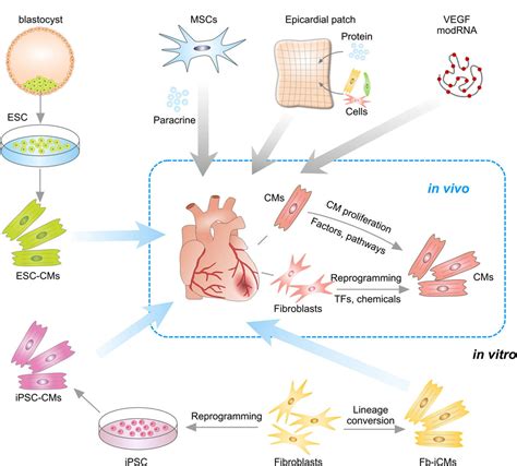 Heart Regeneration by Endogenous Stem Cells and Cardiomyocyte Proliferation | Circulation