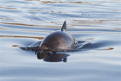 Harbour porpoise - Whale & Dolphin Conservation USA