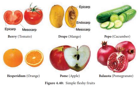 Types of Fruit - Botany