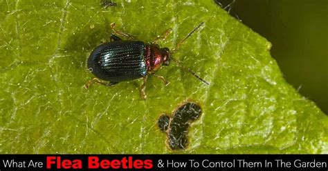 What Is A Flea Beetle And How To Control Them In The Garden