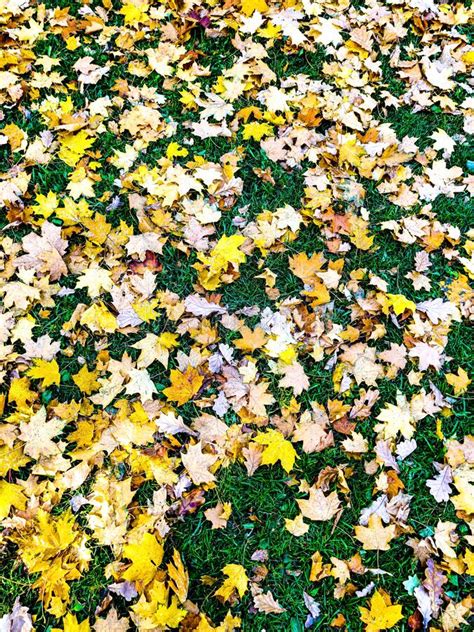 Black Wrought Iron Lattice on a Background of Yellow Leaves Stock Photo - Image of autumn ...