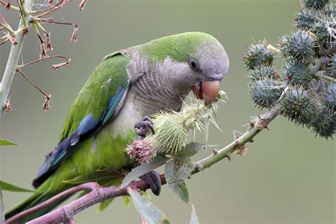 Monk Parakeet | Audubon Field Guide