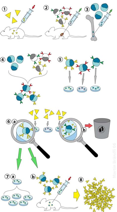 Hybridoma Technology Notes | EasyBiologyClass