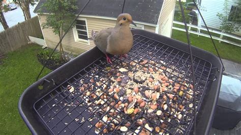 Mourning Dove eating from tray feeder | Mourning dove, Large bird ...