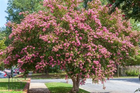 10 Crepe Myrtle Varieties to Grow in Australia | Ultimate Backyard