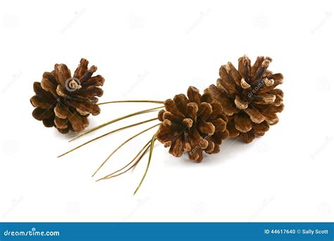 Lodgepole Pine Cones and Needles Stock Photo - Image of room, dried ...