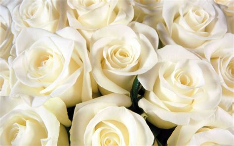 White Roses Bouquet Wallpaper