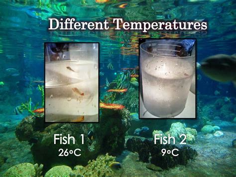 PPT - The Operculum Movement of Fish on Different Water Temperature PowerPoint Presentation - ID ...