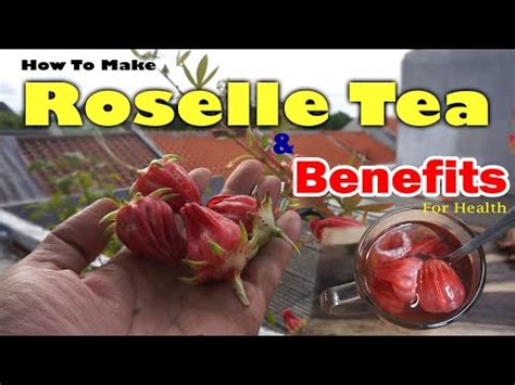 How To Make Roselle Hibiscus Tea From Fresh Flowers | Benefits Roselle for Health - Better home ...