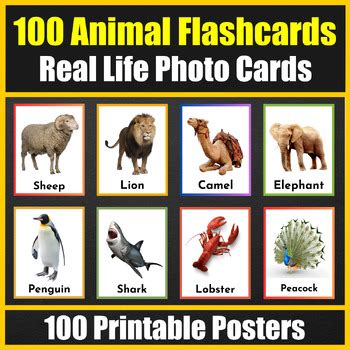 100 Animals Vocabulary Flash cards with real life photos - Bulletin Board