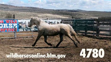 Wild horse adoption: April 2020 - YouTube