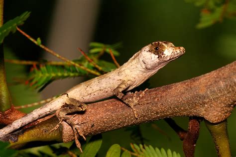 Puerto Rico Wildlife: Alfredo Colón | All Lizards