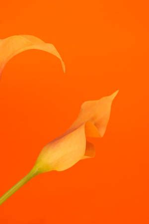 100 Free Orange And Yellow HD Wallpapers & Backgrounds - MrWallpaper.com