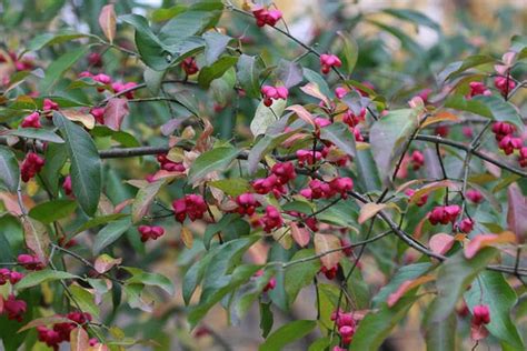 Euonymus atropurpureus (Eastern Wahoo)