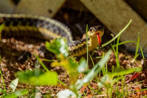 Types Of Garden Snakes – Identifying Harmless Snakes In The Garden