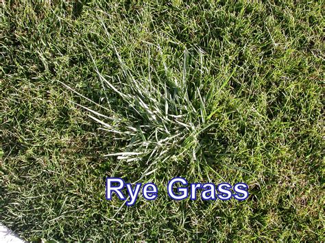 Rye Grass Rye Grass, Grass Type, Herbs, Herb, Medicinal Plants