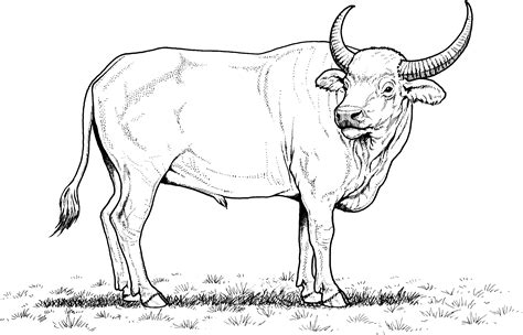 Free Buffalo and Bison Coloring Pages