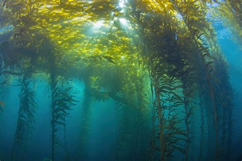 Sunlight Illuminates Undulating Kelp Forests in Underwater Photographs ...