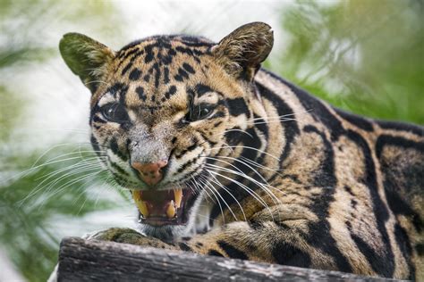 Definitive Guide To Clouded Leopard Facts, Habitat, Conservation Status, Zoo Populations ...