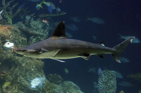 Blacktip shark | Carcharhinus limbatus | Shark Database